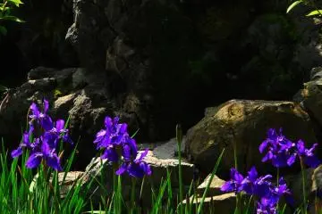 <p>I visited here on a warm spring day...and the beautiful irises in this garden made my day!</p>